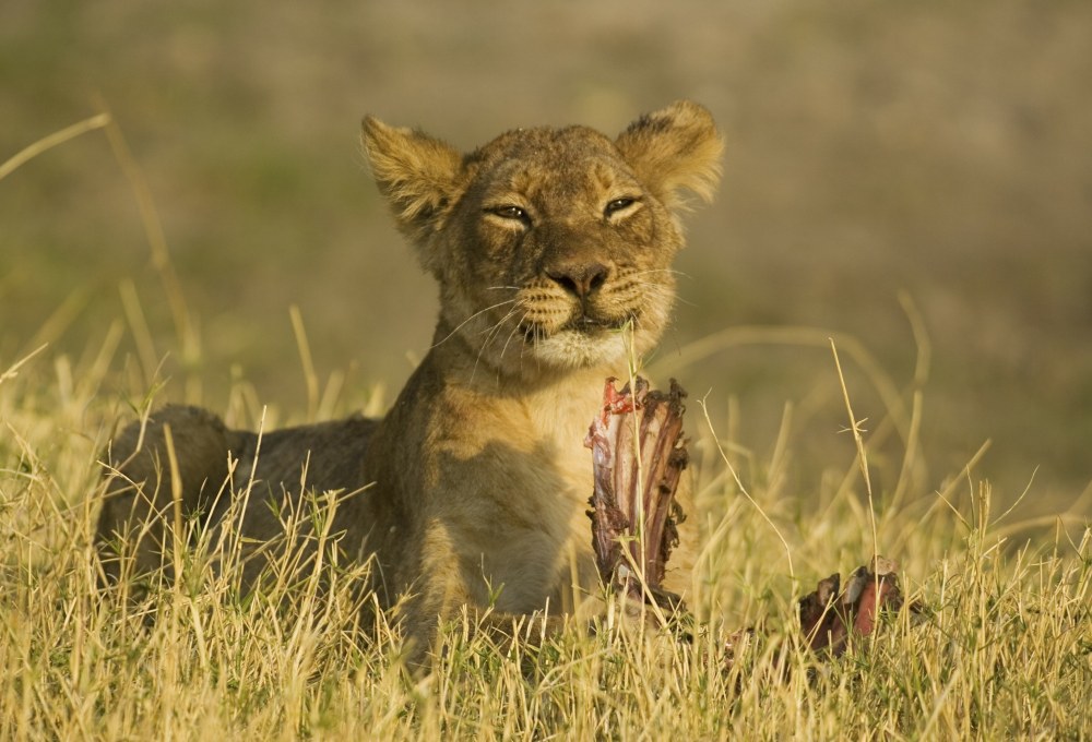 Von Savuti ins lebendige Kasane